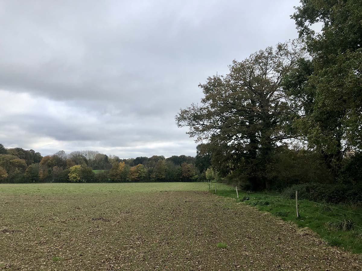 Bilan de l’Année de la haie en Bretagne